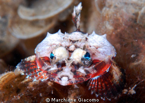 Electric eyes
Nikon D200 , 60 macro, twin strobo
Lembeh... by Marchione Giacomo 
